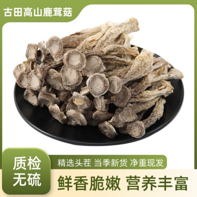 【产地直供】福建古田鹿茸菇散装批发出口级鹿茸菌食用菌酒店食材