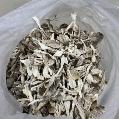 古田厂家直发干净无沙干货鸡腿菇 精挑规格鸡腿菇福建食用菌批发图4