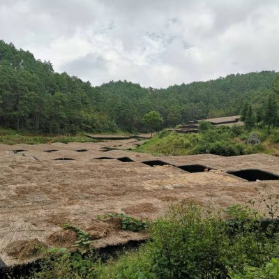 织金竹荪 贵州竹笙 35元/50克 8-12cm图3