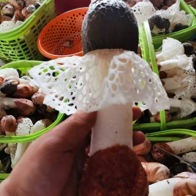 织金竹荪 贵州竹笙 35元/50克 8-12cm图2