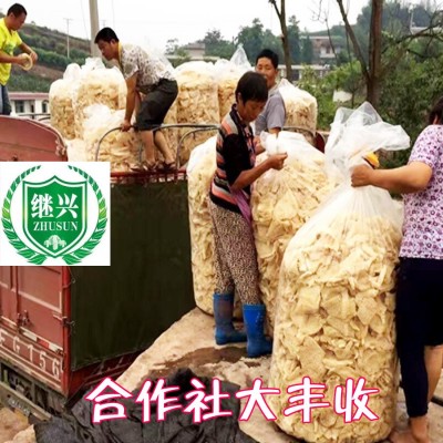 长裙竹荪 12-17cm 270元/500克图3