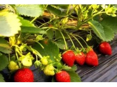 水果界“顶流”如何撬动年货市场？