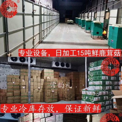 果福得特级鹿茸菇净重250克厂家直销鹿茸菇大量供应批发鹿茸菇图4