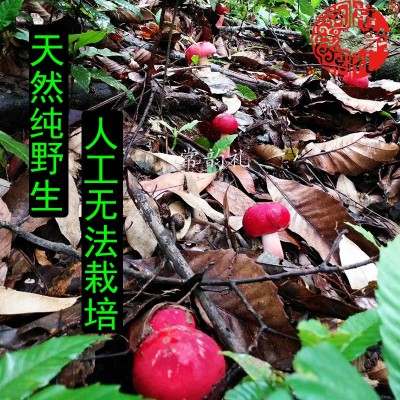 果福得小标菇 野生干货 福建武夷山红菇批发产地净重500克正红菇图3