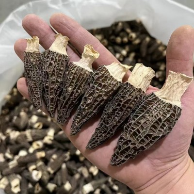 果福得羊肚菌种植基地大量现货新货头期净重250克羊肚菌干货图2