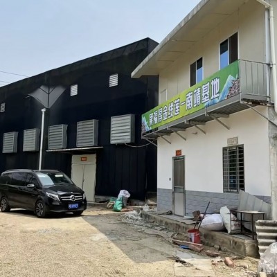 果福得 金线莲纯叶大叶片产地厂家大量批发金线莲养生茶500克图2