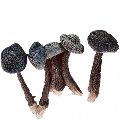 云南特产黑皮鸡枞干货2斤 食用菌菇小黑鸡枞 食用农产品一件代发图2