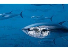 欧盟即将对金枪鱼实施新的冷却标准规定