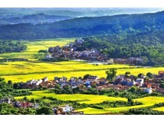 农业农村发展保持稳中向好势头