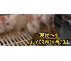 兔子养殖方法和技术，现代农业：肉兔的养殖和加工