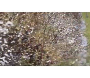 蜜蜂养殖技术方法，现代农业：蜜蜂的养殖与收获