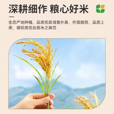 主食晶莹剔透厂家批发大米软硬适中米饭细长吉象华农紫象香丝苗米