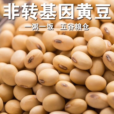 非转基因黄豆新豆山东大豆家用老品种土黄豆干黄豆豆腐豆浆炖菜f
