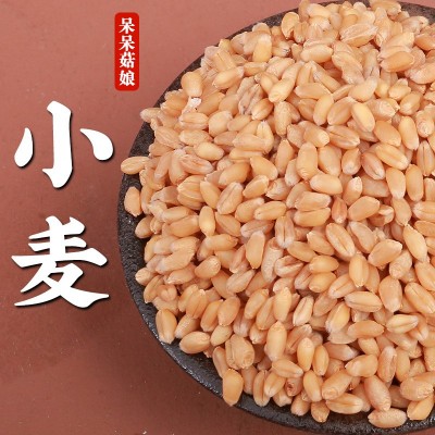 小麦新麦带皮小麦厂家直发零售磨面粉酿酒料饲料可发芽青汁代发a图2