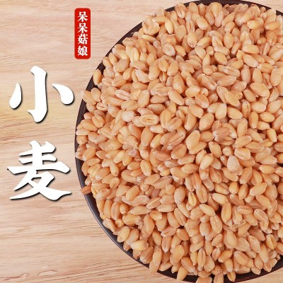 小麦新麦带皮小麦厂家直发零售磨面粉酿酒料饲料可发芽青汁代发a