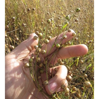 熟黄金亚麻籽粉 即食代餐 产地生产 低温熟制 可代工图3