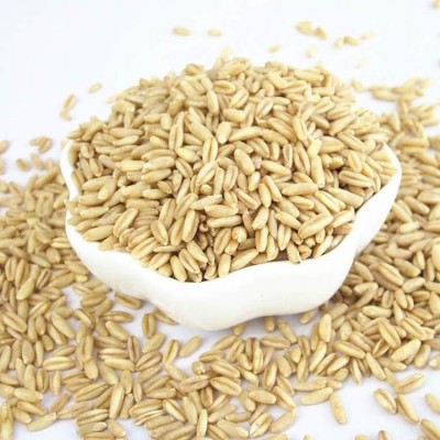 燕麦米产地直发可议价新米全胚芽裸燕麦50斤25公斤可代工小包装图3