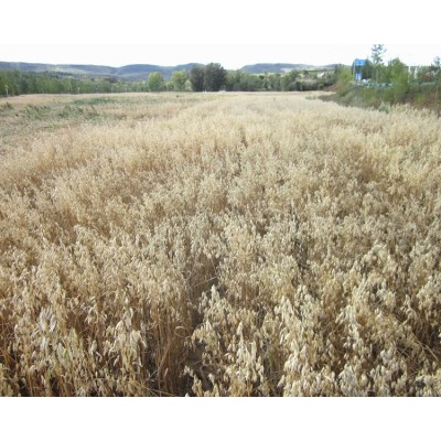 生燕麦片500g可代工 产地工厂 真空现货 农家纯麦片水煮非即食图2