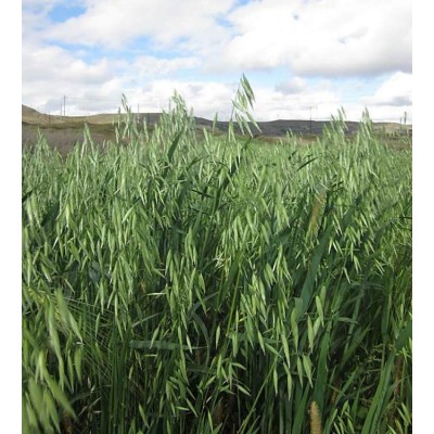 生燕麦片500g可代工 产地工厂 真空现货 农家纯麦片水煮非即食图3