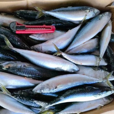 海洋城出口级冷冻鲭鱼青占鱼鲐鲅鱼鲭占鱼冻鱼船冻工厂直销出口品图2