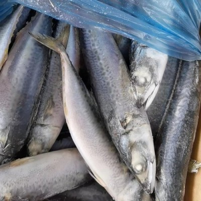 海洋城出口级冷冻鲭鱼青占鱼鲐鲅鱼鲭占鱼冻鱼船冻工厂直销出口品图4