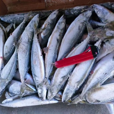 海洋城出口级冷冻鲭鱼青占鱼鲐鲅鱼鲭占鱼冻鱼船冻工厂直销出口品图3