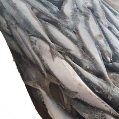 海洋城出口级冷冻鲭鱼青占鱼鲐鲅鱼鲭占鱼冻鱼船冻工厂直销出口品图5