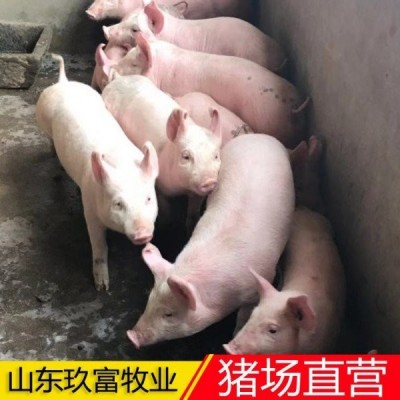 仔猪批发 母猪价格 藏香猪 陆川猪泉州量大从优 检疫齐全 货到付款图2