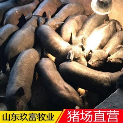仔猪批发 母猪价格 藏香猪 陆川猪泉州量大从优 检疫齐全 货到付款图3