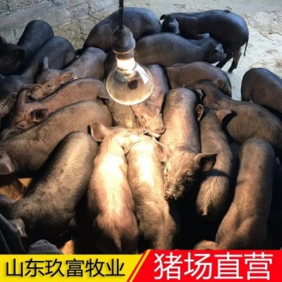 仔猪批发 母猪价格 藏香猪 陆川猪泉州量大从优 检疫齐全 货到付款图4