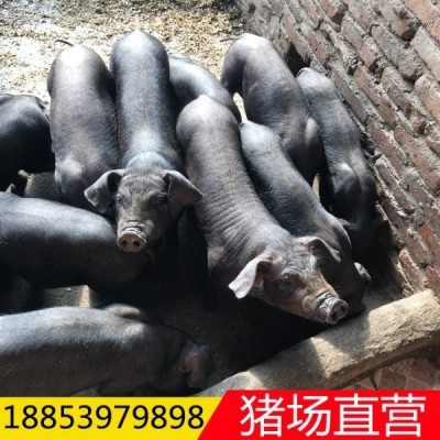 仔猪批发 母猪价格 藏香猪 陆川猪泉州量大从优 检疫齐全 货到付款图5