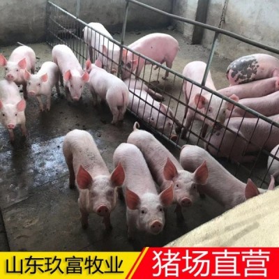 出售15公斤仔猪 养猪人不容易 市场低价 猪场直营经销商图4