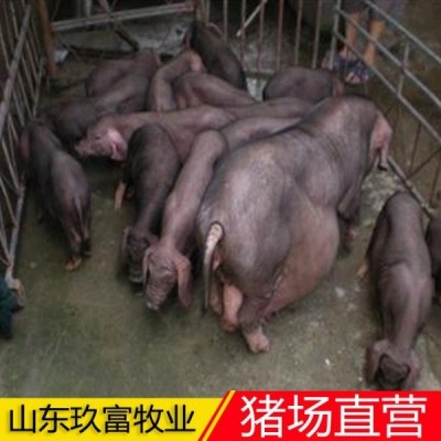 出售15公斤仔猪 养猪人不容易 市场低价 猪场直营经销商图3