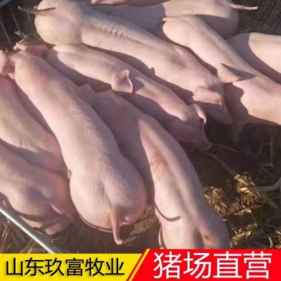 出售15公斤仔猪 养猪人不容易 市场低价 猪场直营经销商图5