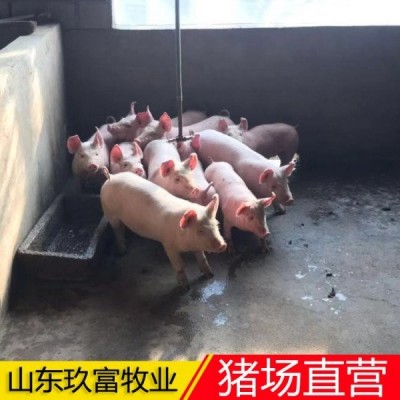 出售15公斤仔猪 养猪人不容易 市场低价 猪场直营经销商图2