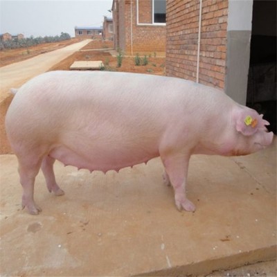 大白仔猪母猪良种土杂猪生长快好成活思法图4