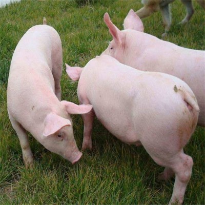 大白仔猪母猪良种土杂猪生长快好成活思法图2