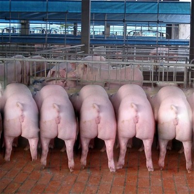 大白仔猪母猪良种土杂猪生长快好成活思法图3