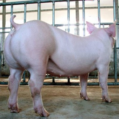 大白仔猪母猪良种土杂猪生长快好成活思法图5