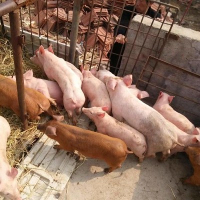 猪仔30-40斤小猪苗肥大好喂养思法仔猪天天发货图3