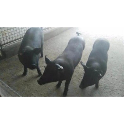 选购苏太母猪什么价格 供应苏太母猪图2