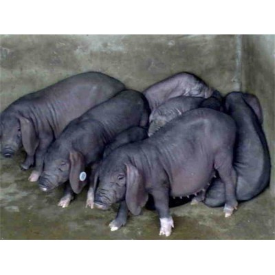 选购苏太母猪什么价格 供应苏太母猪图4