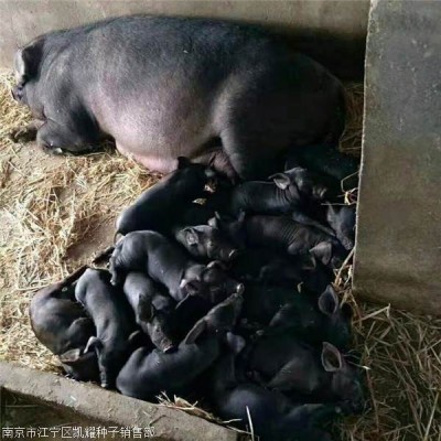 选购苏太母猪什么价格 供应苏太母猪图3