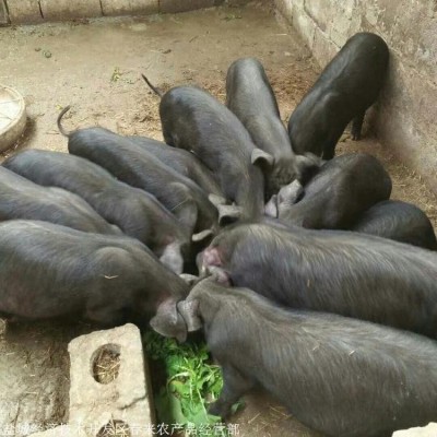 江门 猪厂直销 一代太湖猪 太湖母猪出售 春来禽业图5