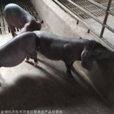 江门 猪厂直销 一代太湖猪 太湖母猪出售 春来禽业图2