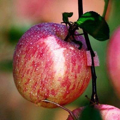 烟台苹果栖霞红富士新鲜水果生鲜山东特产脆甜整箱苹果礼盒优质图3