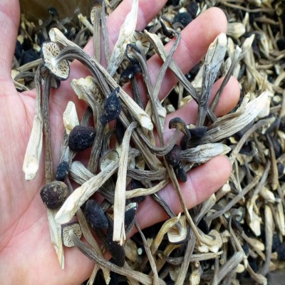 【裕菌隆】 黑皮鸡枞 鸡枞菌 食用菌干货批发 颜色黑质量好图2