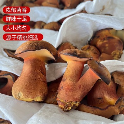 云南新鲜见手青红葱牛肝菌网红爆款野生菌菇蘑菇人工种植食用菌图2