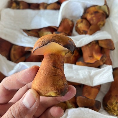 云南新鲜见手青红葱牛肝菌网红爆款野生菌菇蘑菇人工种植食用菌图4