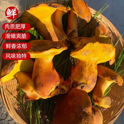 云南新鲜见手青红葱牛肝菌网红爆款野生菌菇蘑菇人工种植食用菌图3